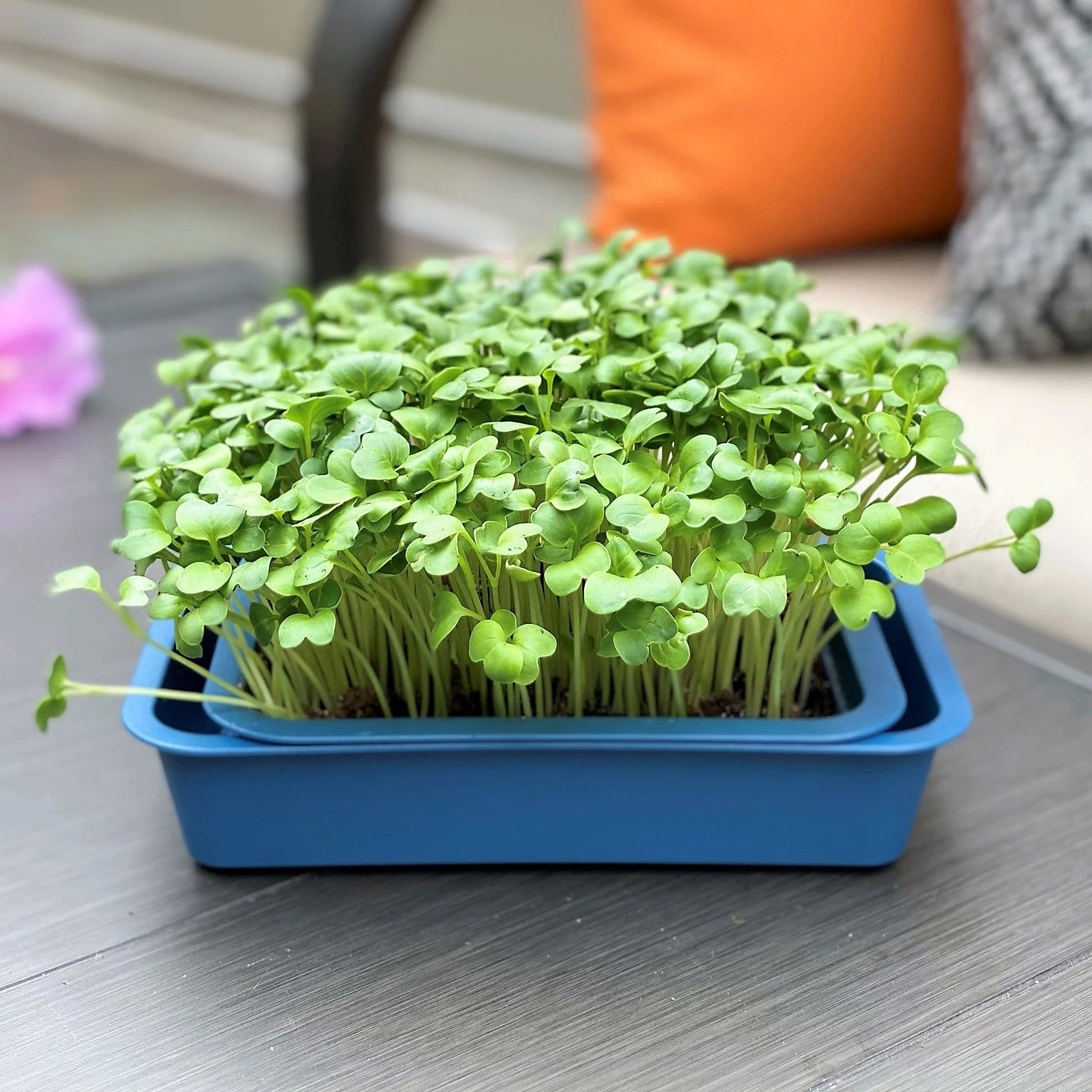 Reusable Windowsill Microgreens Planter + Tray, Food Safe, Dishwasher Safe, For Soil, Coco Coir or Peat, Easy to Bottom Water, Made in USA