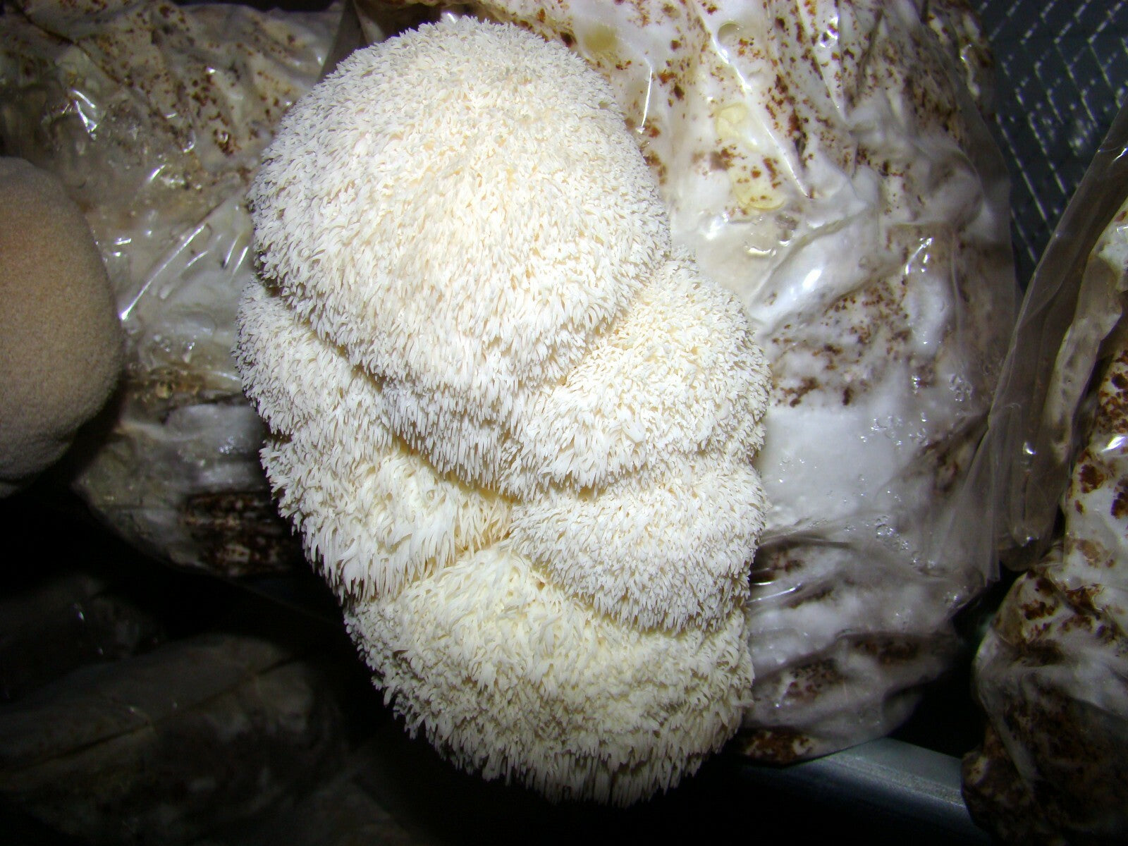 Lion's Mane Mushroom Grow Kit  (H. erinaceus) - 5 LB - Ready to Fruit