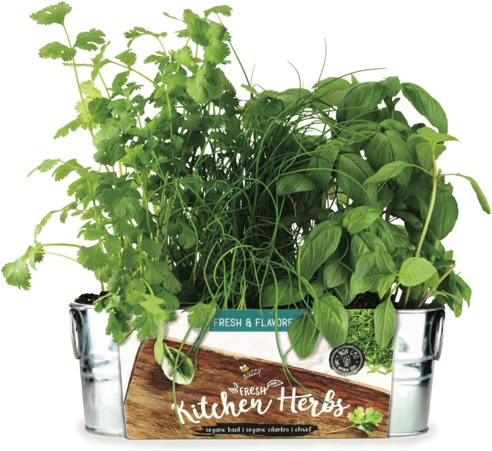 Magic Herb Garden in a Box: Foolproof Kit for Black Thumbs & Green Thumbs Alike!