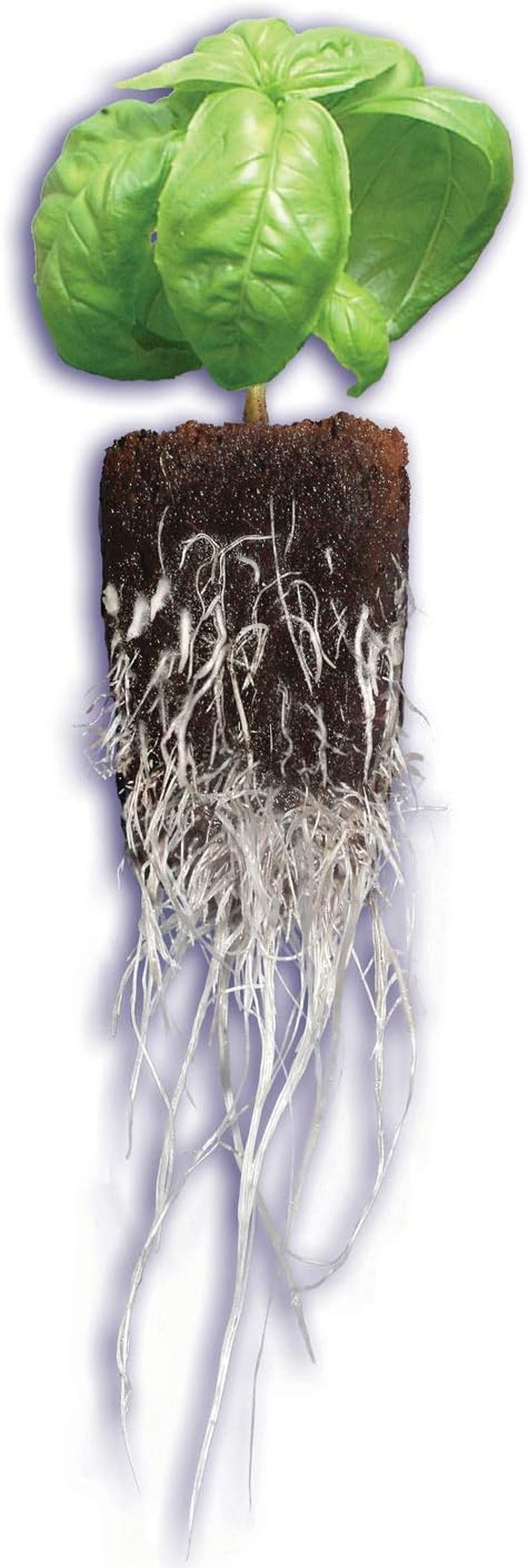 Rapid Rooter, Starter Plug for Seeds or Cuttings, Great for Soil or Hydroponics Growing System, 50 Plugs