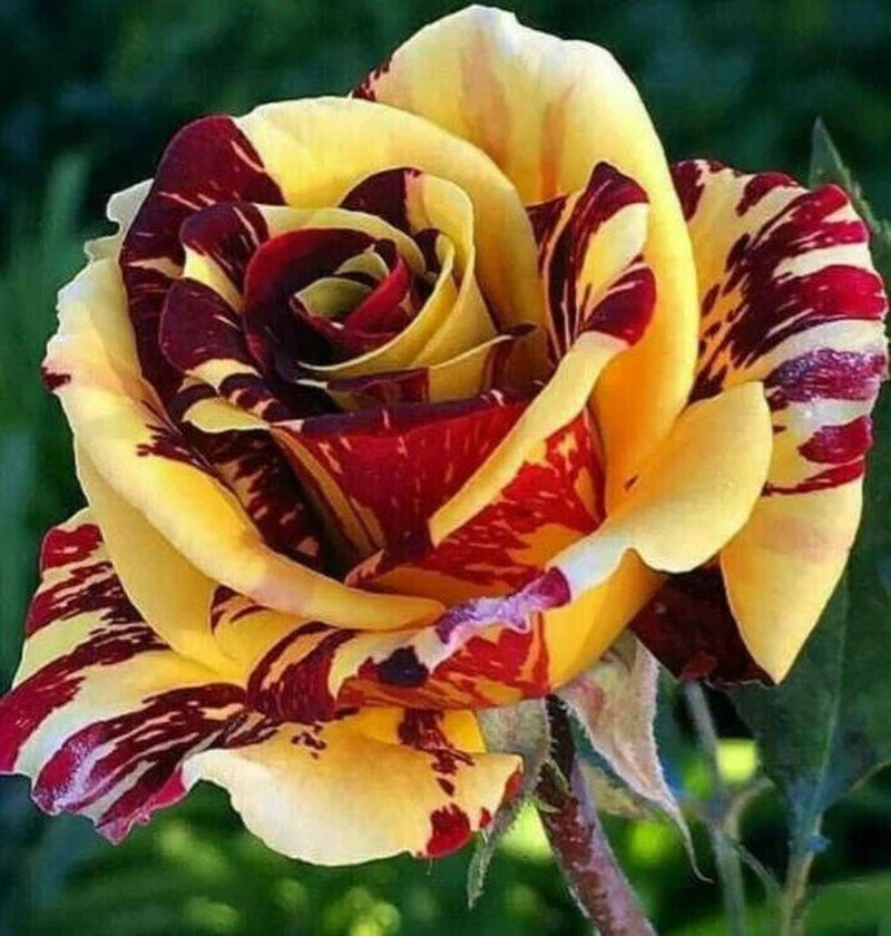 10 Yellow Red Rose Seeds Flower Bush Perennial Bloom Shrub Flowering Seed.(0112)