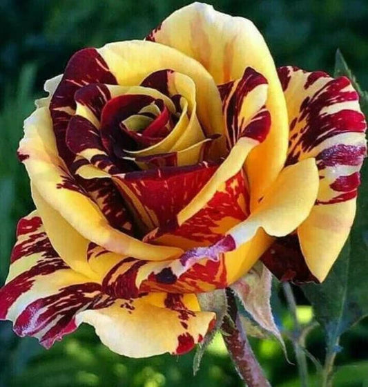 10 Yellow Red Rose Seeds Flower Bush Perennial Bloom Shrub Flowering Seed.(0112)