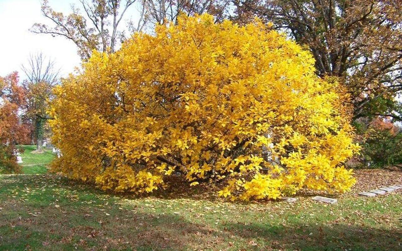 White Fringe tree qt. pot Grancy Graybeard Chionanthus virginicus