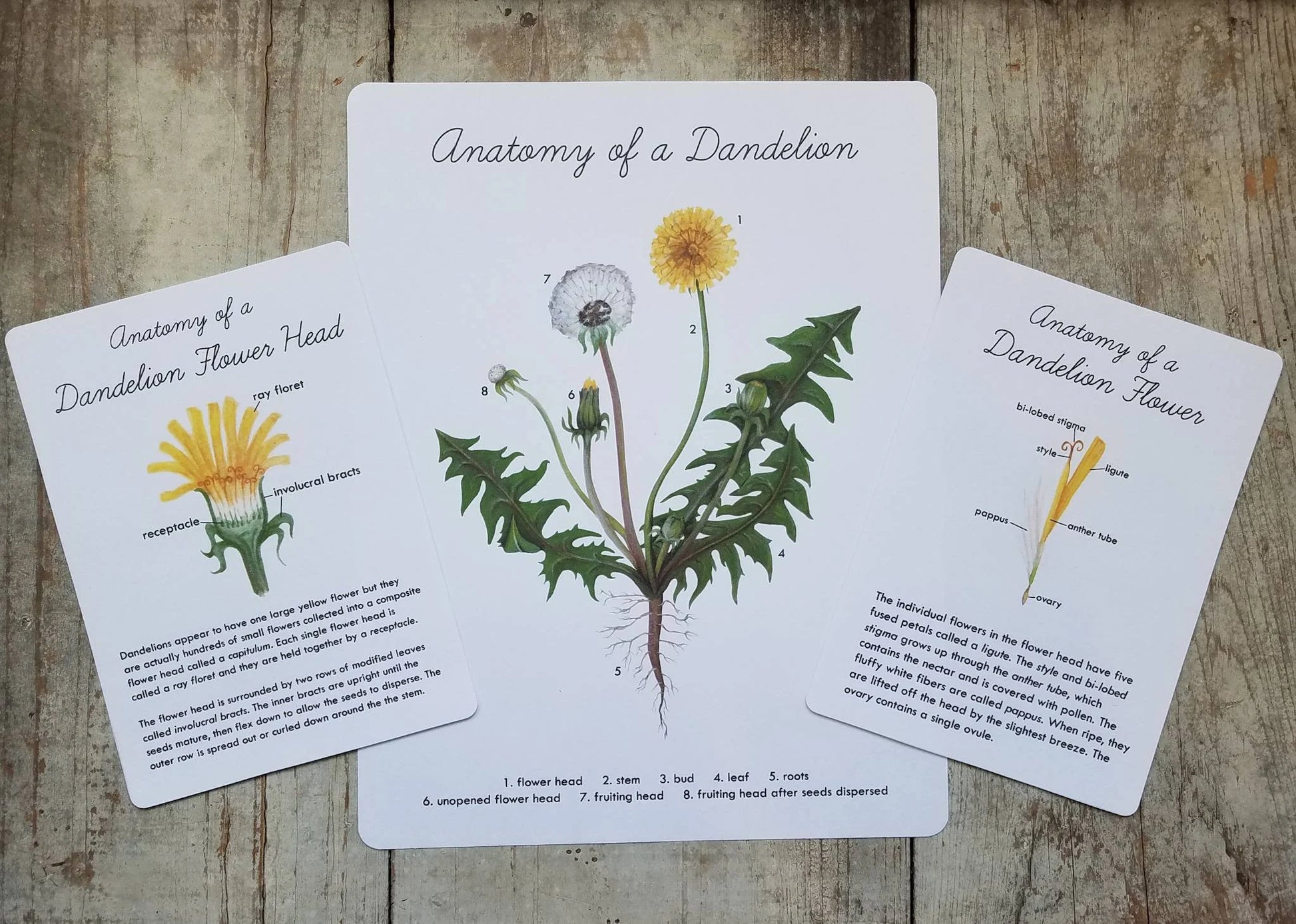 Dandelion Nature Study