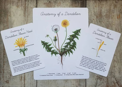 Dandelion Nature Study