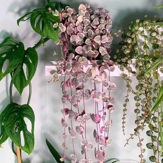 Super Sale Rare Pink Variegated String of Hearts Plant Live in Pot Perfect Gift House Plant ppp Low Light Indoor Plants