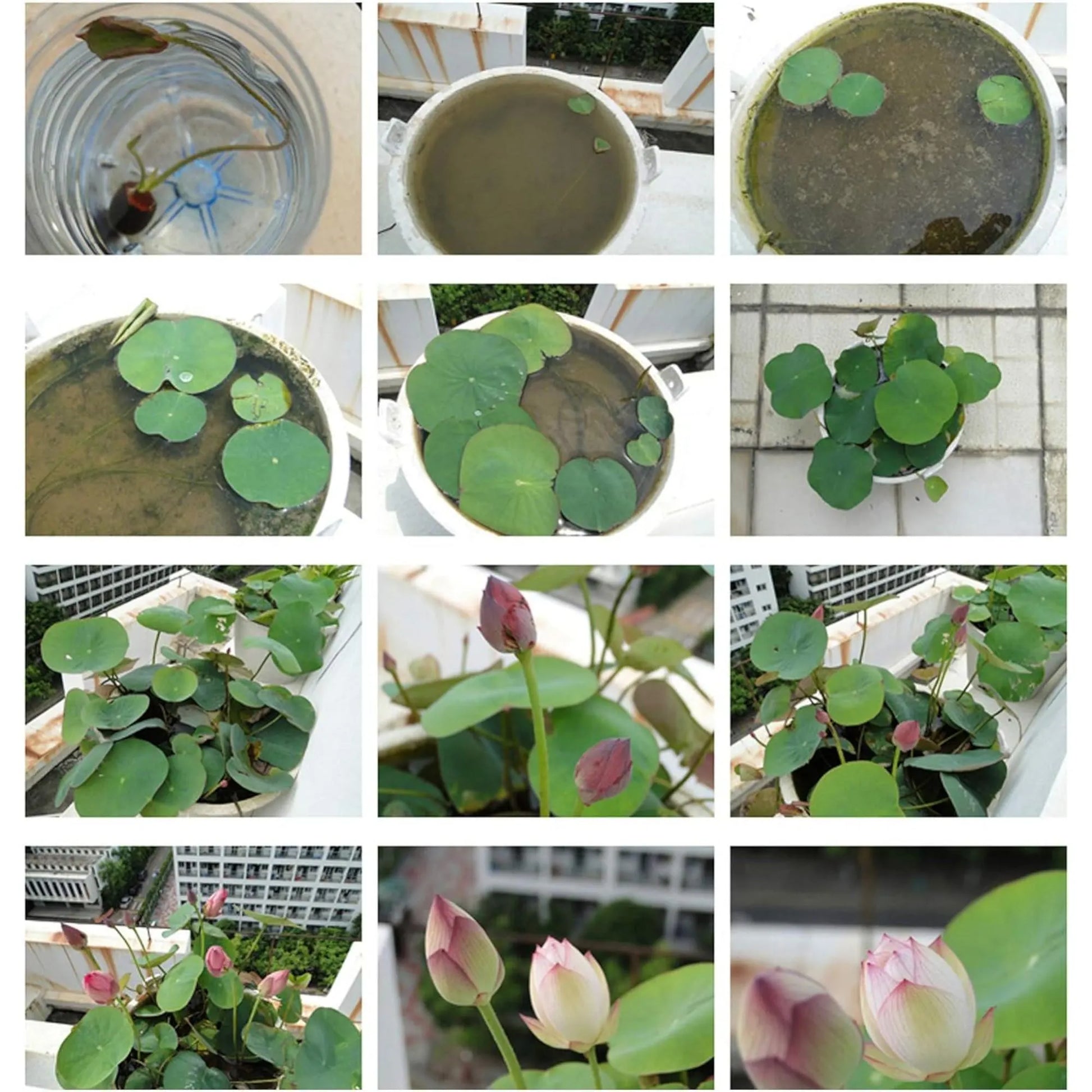 15pcs Germinated Lotus Seeds, Ready to Plant - Mixed Color Bonsai Bowl Lotus for Indoor & Outdoor Aquatic Gardens