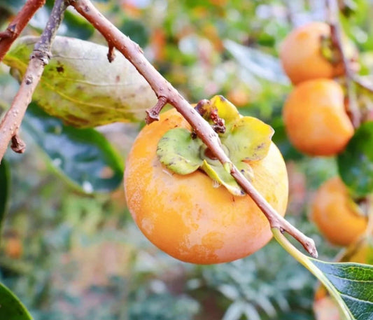 3 FUYU persimmons unrooted cuttings