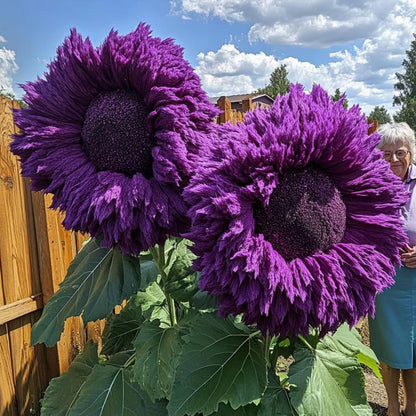 700+ Sunflower Seeds for Planting - Giant Teddy Bear Sunflower Heirloom Non-GMO