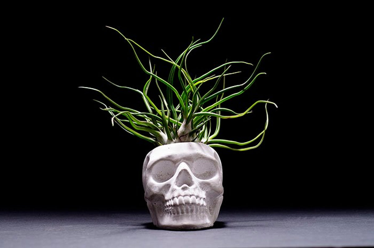 Sugar Skull Planter - Concrete |  Plant Pot, Indoor House Plant, Air Plants, Tillandsia, Succulent, Science Gothic Halloween Decor