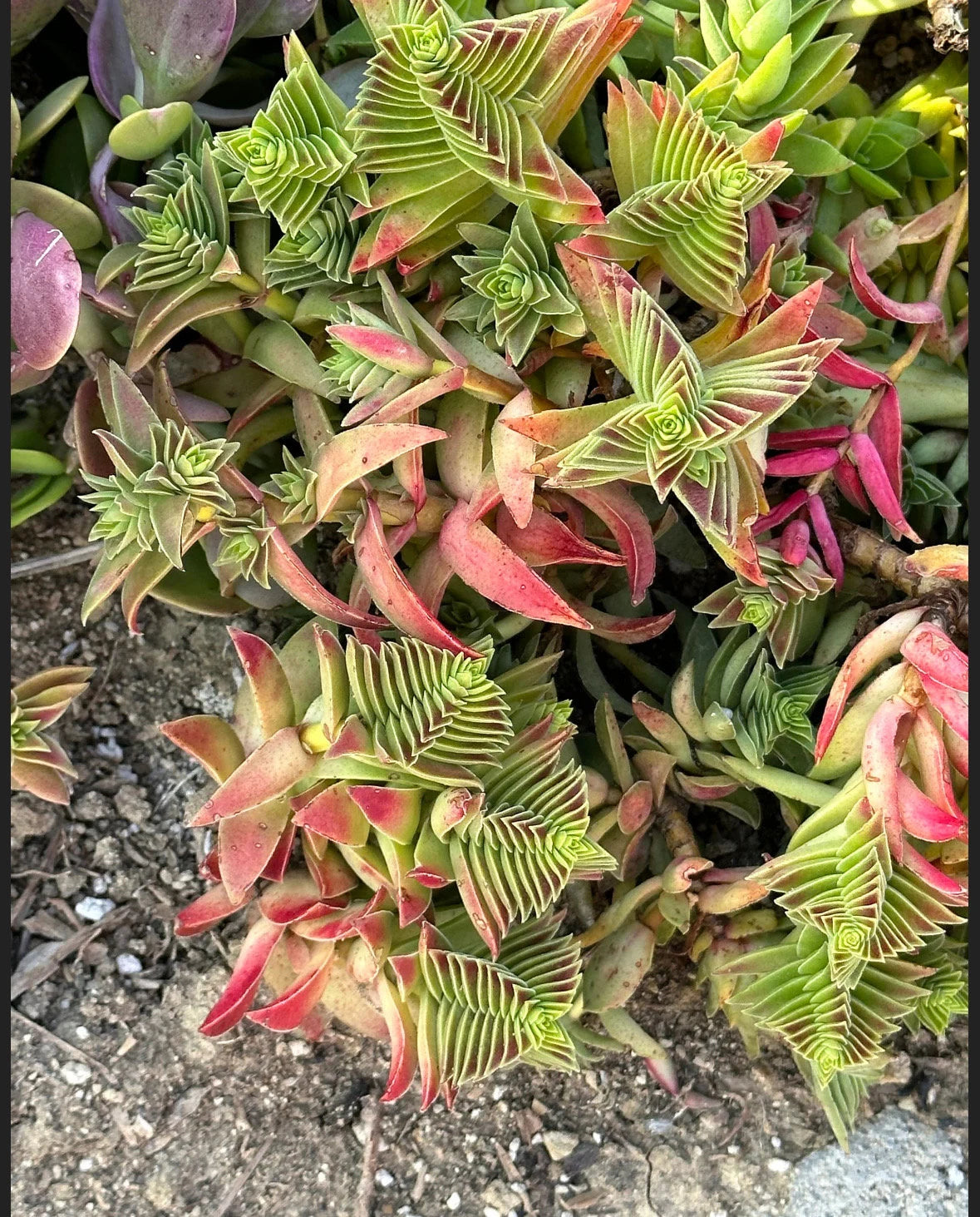 2” Crassula Capitella Subsp. thrysiflora (Red Pagoda) Succulent Plant - SEE 2nd and 3rd pic