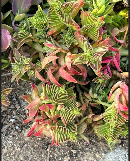 2” Crassula Capitella Subsp. thrysiflora (Red Pagoda) Succulent Plant - SEE 2nd and 3rd pic