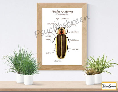 FIREFLY Anatomy Poster - Printable Vintage & White, Montessori materials for insects