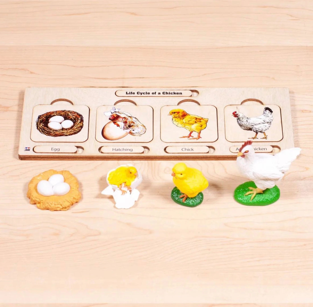 Wooden Life Cycle of a Chicken | Life Cycle Set: Chicken | Chicken Model | Life of a Chicken