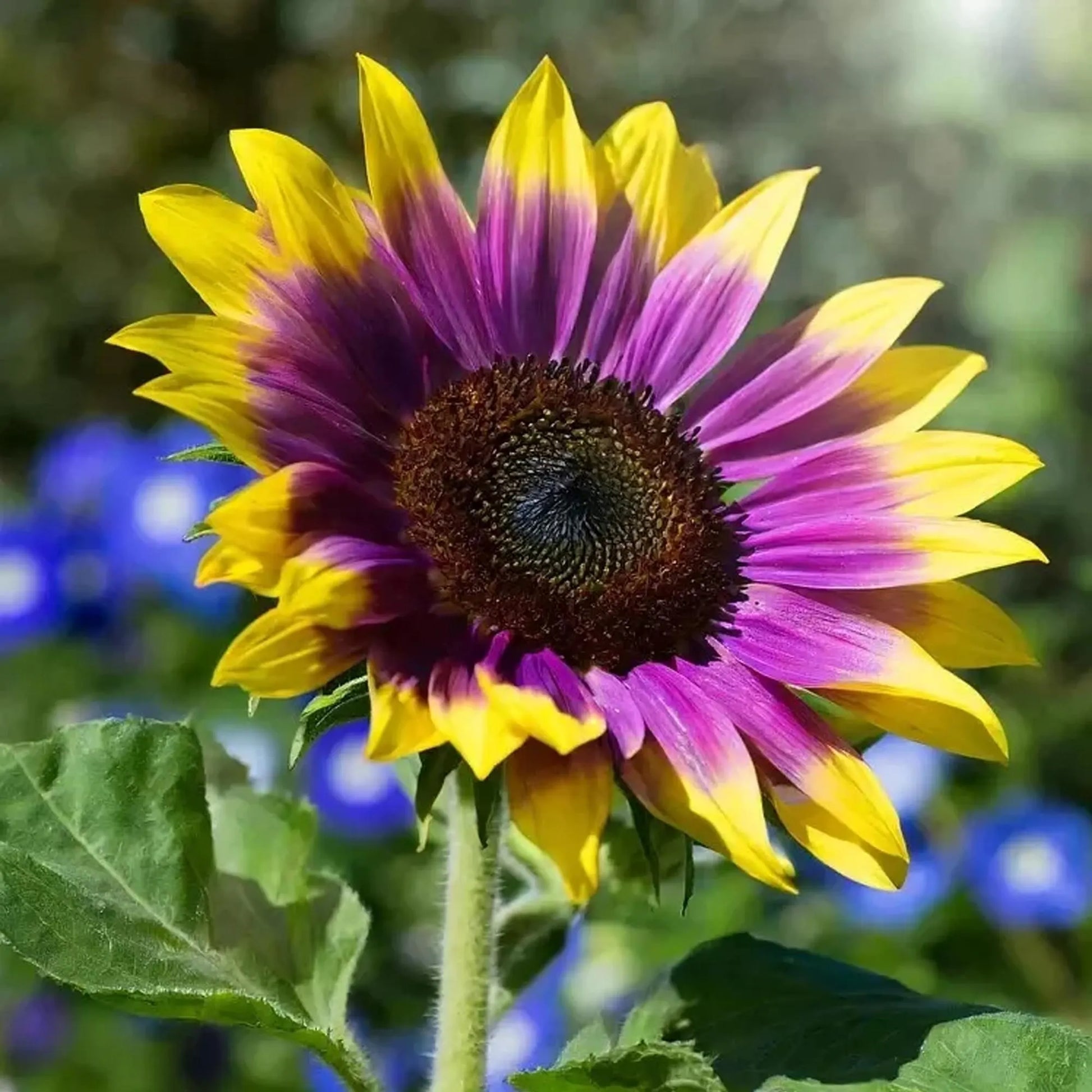 50pcs Rare Purple Heart Sunflower Seeds - Unique Violet Blooms - Heirloom Natural  Seeds - Eye-Catching Garden Accent - Easy to Grow Annual
