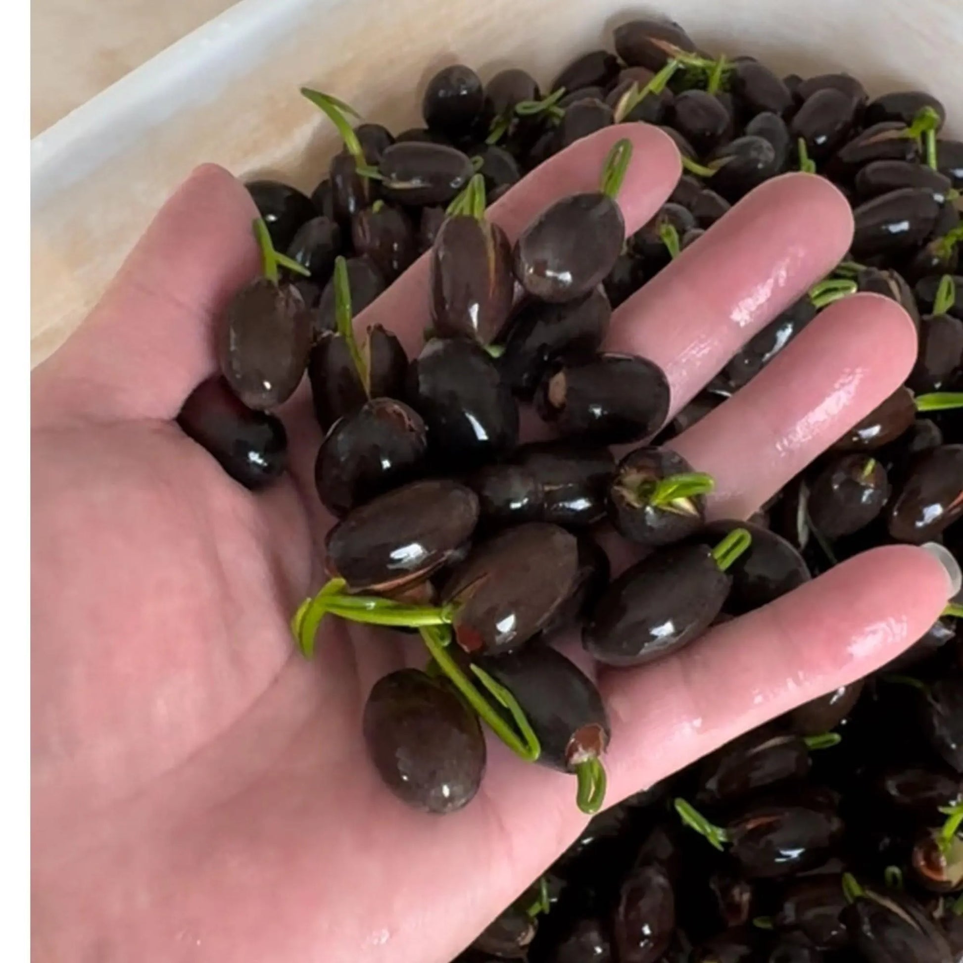 15pcs Germinated Lotus Seeds, Ready to Plant - Mixed Color Bonsai Bowl Lotus for Indoor & Outdoor Aquatic Gardens