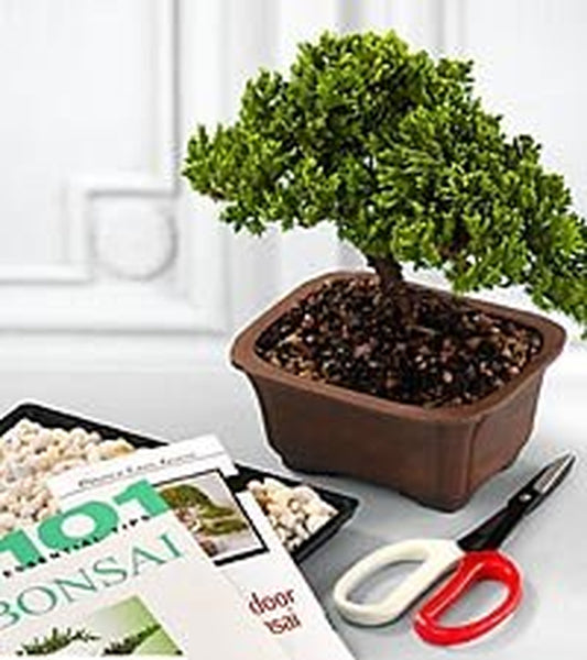 Juniper bonsai kit. Comes with everything you need.