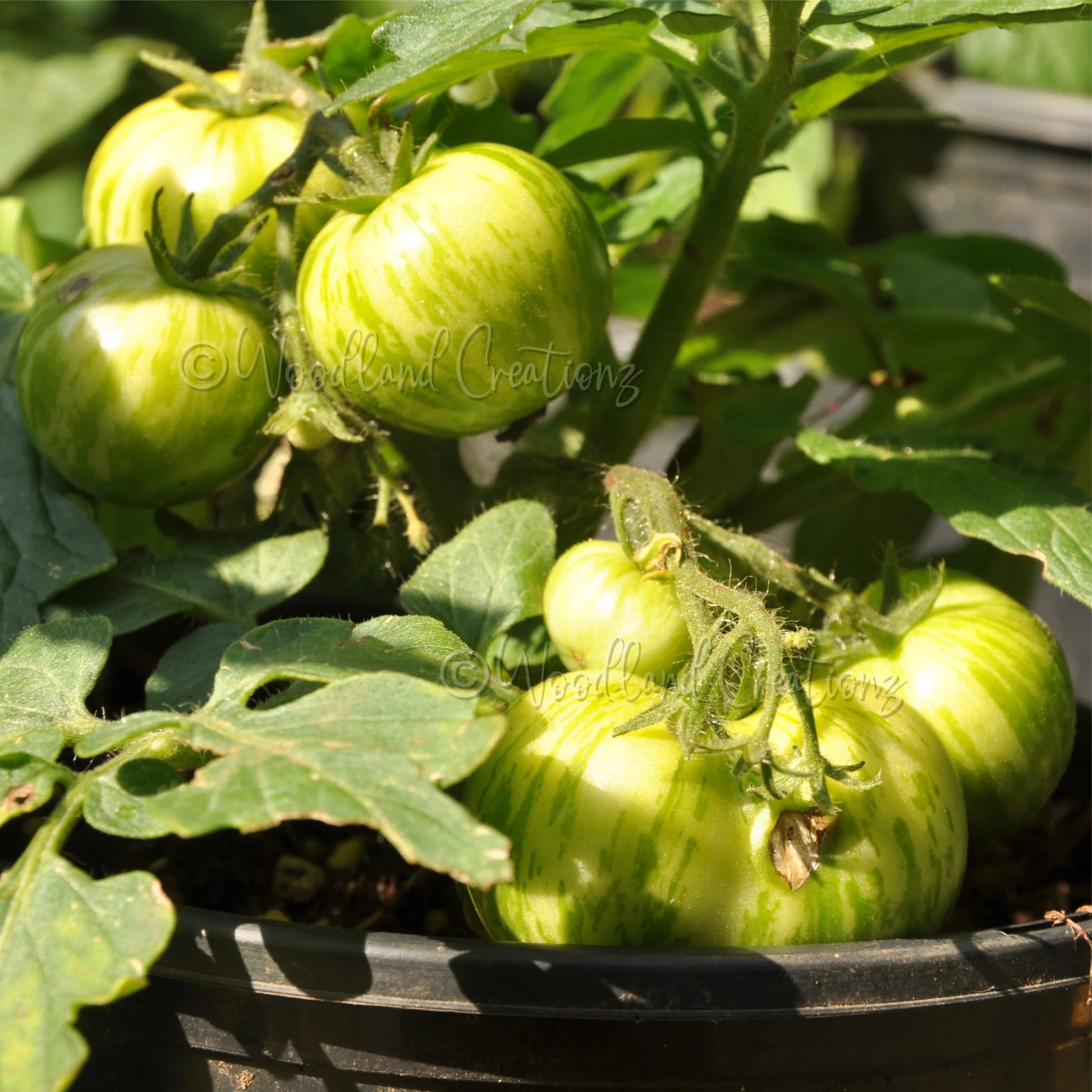 Tiny Tiger Tomato Seeds: Micro Dwarf, Sweet Red Stripe