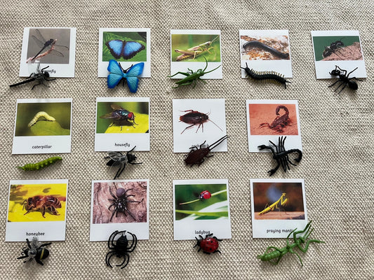 Montessori Common Insects Bugs 3 Parts Nomenclature Flash Cards with Miniatures Figurines Educational Learning Cards Toys for Kids