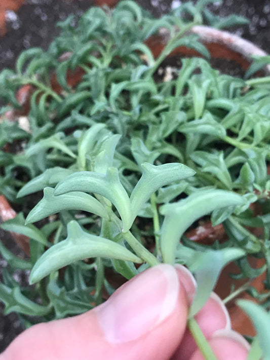 Live Potted String of Dolphins Plant - 2 inch pot - (Senecio Peregrinus) ***Rare***