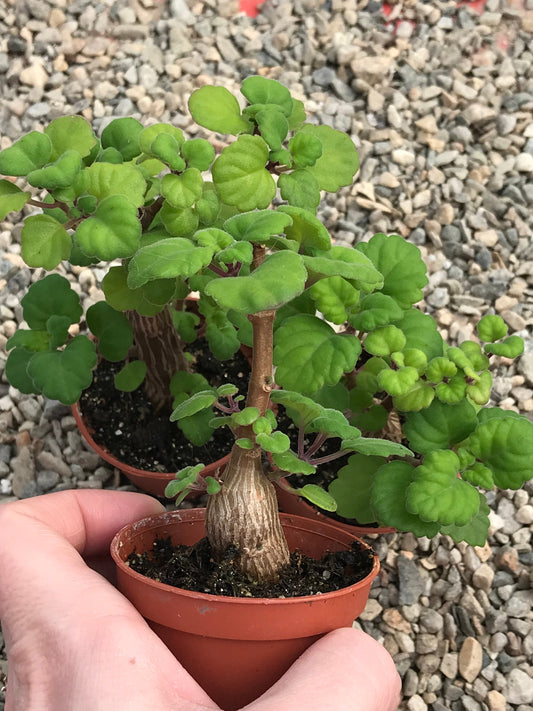 Bonsai Mint (Plectranthus Ernstii Caudex)