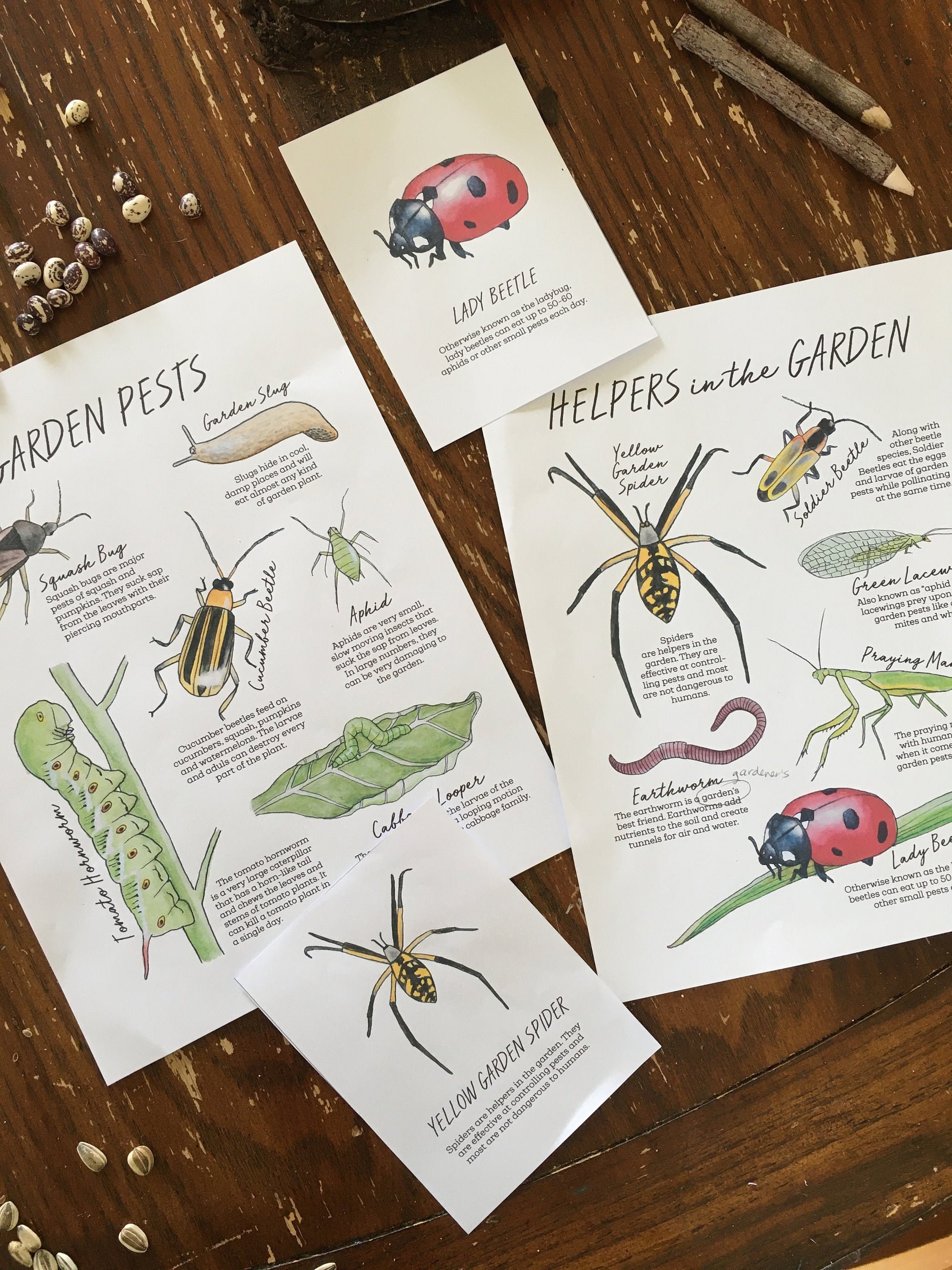 The GARDEN Notebook - Homeschool Printable Nature Study Charlotte Mason