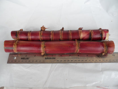 2x Red Stripe Sugar Cane Cuttings, Live 10 inch pieces,  Cana Dulce,  Edible and easy to grow. Free 3 day priority shipping included.