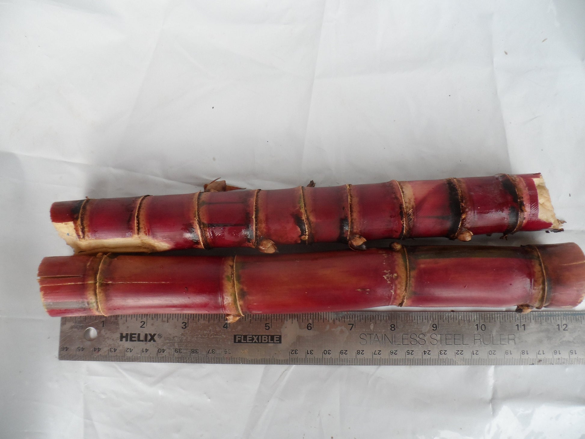 2x Red Stripe Sugar Cane Cuttings, Live 10 inch pieces,  Cana Dulce,  Edible and easy to grow. Free 3 day priority shipping included.