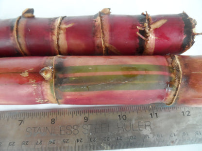 2x Red Stripe Sugar Cane Cuttings, Live 10 inch pieces,  Cana Dulce,  Edible and easy to grow. Free 3 day priority shipping included.