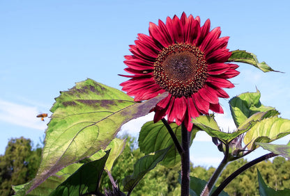 Chocolate Cherry Sunflower, Helianthus Annuum HA0425