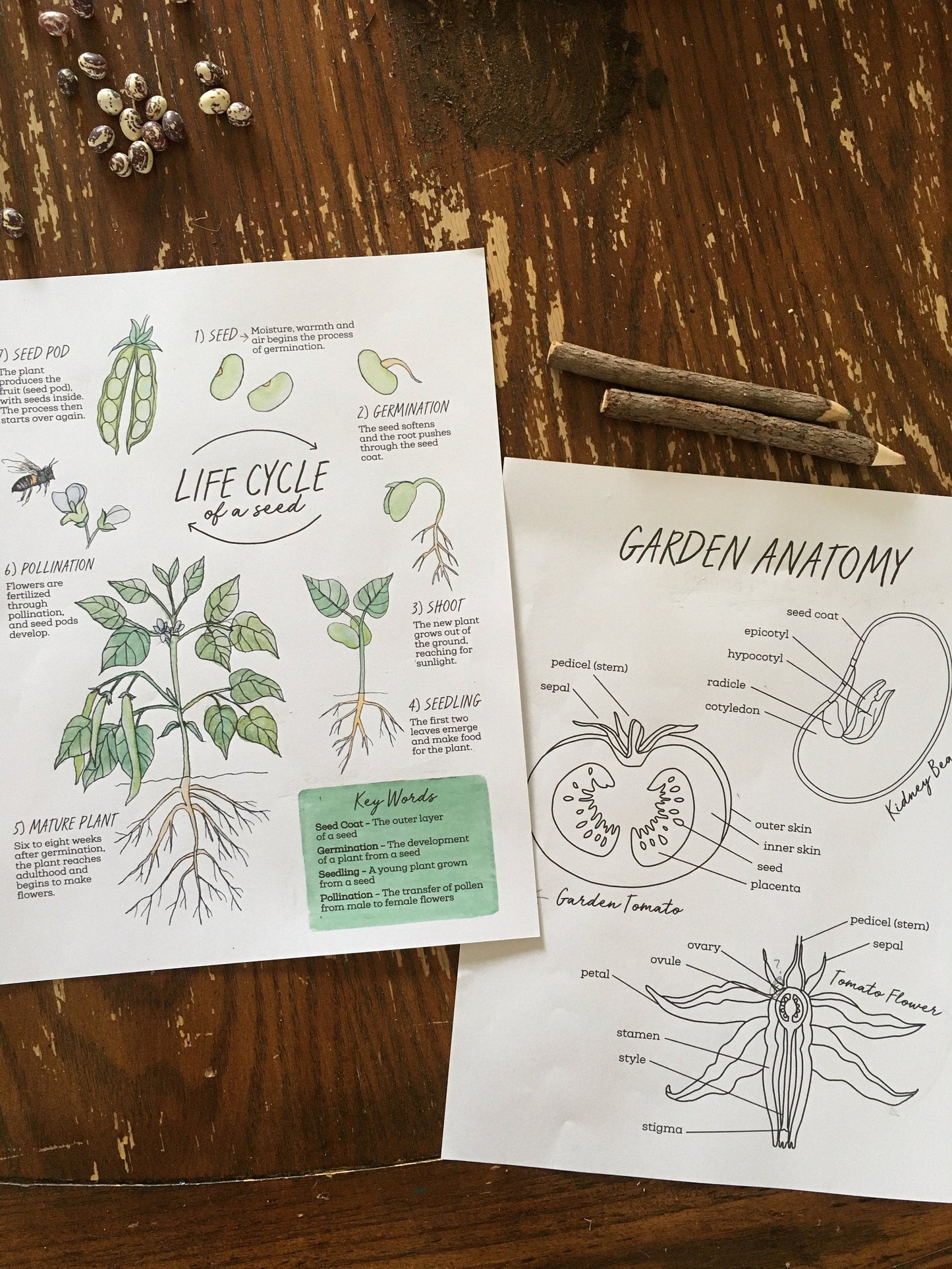 The GARDEN Notebook - Homeschool Printable Nature Study Charlotte Mason