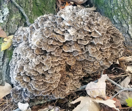 Maitake Hen of the Woods Mushroom Culture