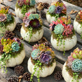 White Chubby Pumpkin Succulent Arrangement: Fall Thanksgiving Centerpiece