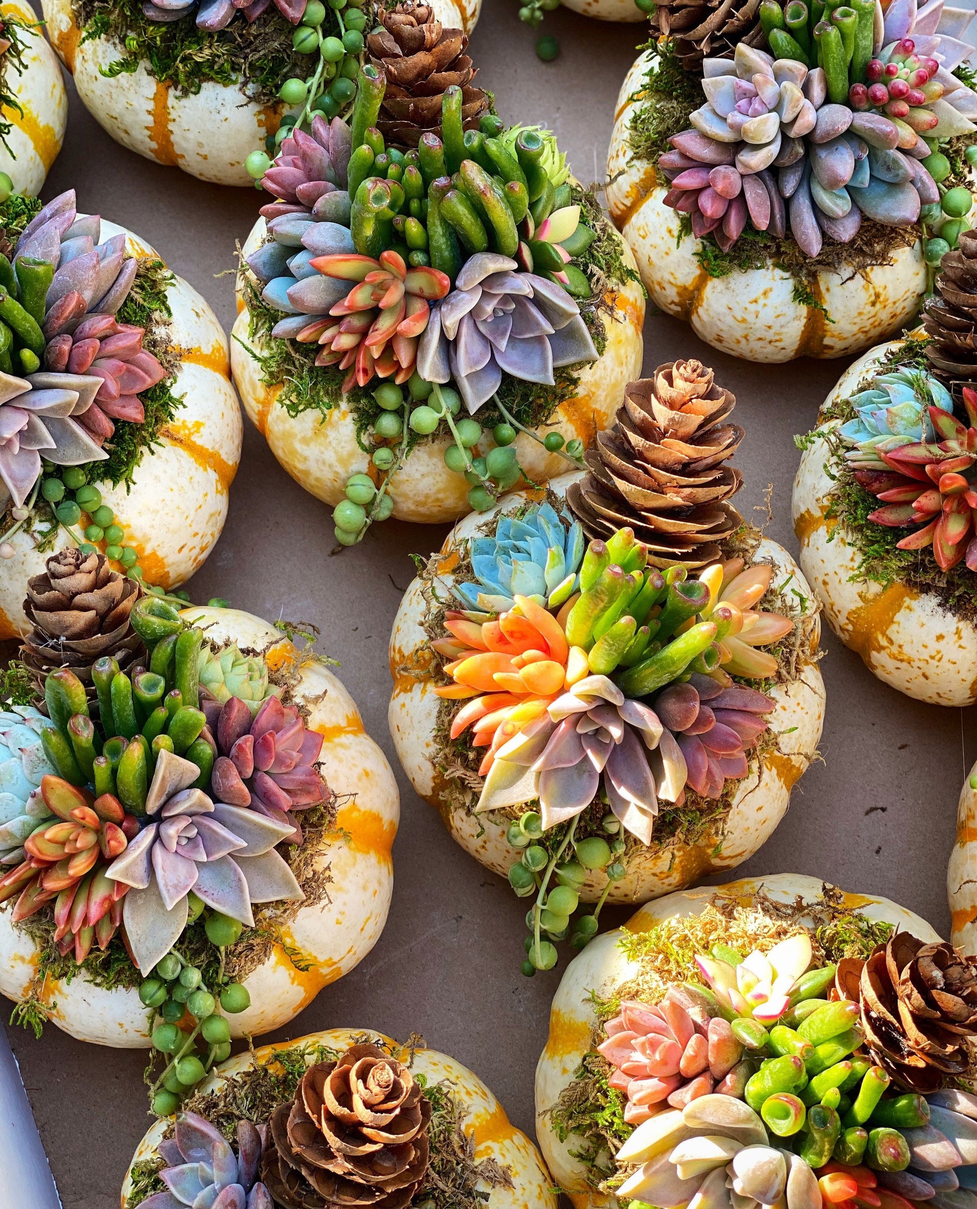 Succulent Pumpkin Tiger Striped Fall / Autumn Decor / Real Pumpkin & Succulents