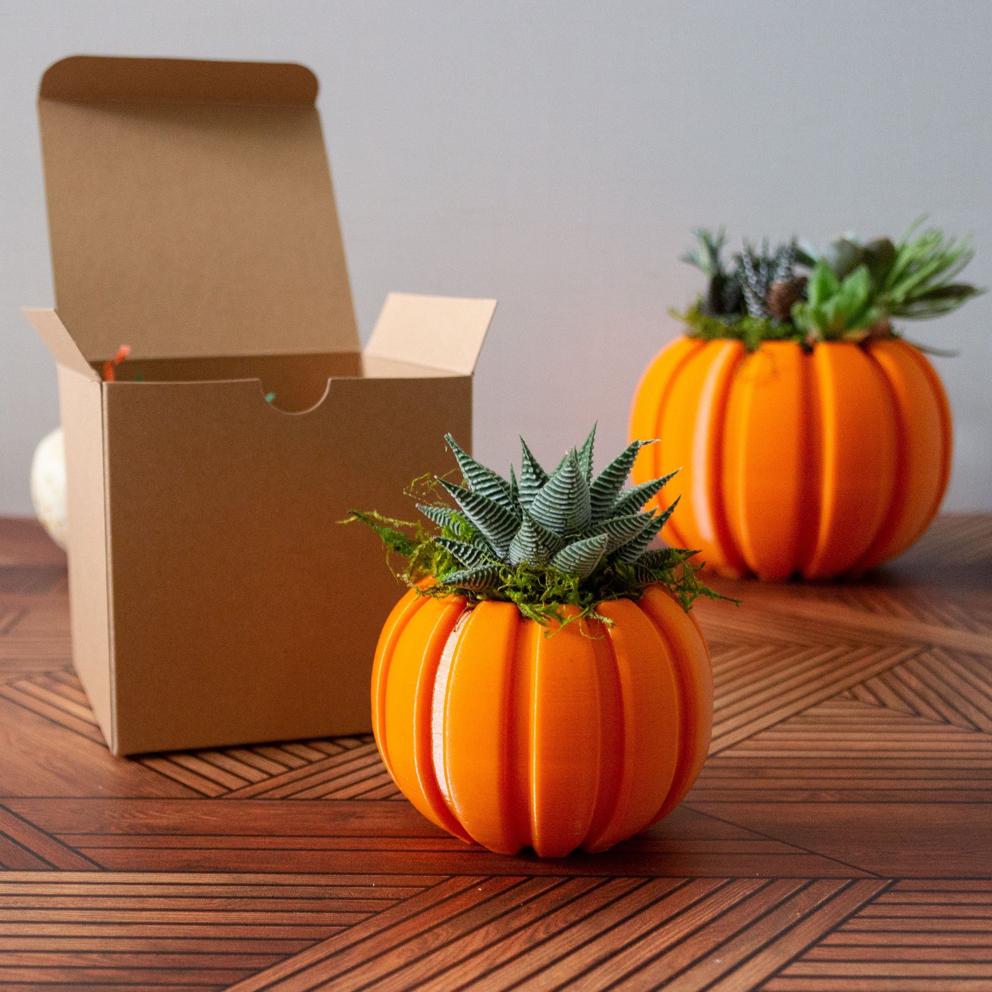 Haworthia Succulent Pumpkin Thanksgiving Hostess Gift Box, Fall Succulent Gift Box, Thanksgiving Giftbox for Plant Lover