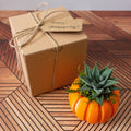 Haworthia Succulent Pumpkin Thanksgiving Hostess Gift Box, Fall Succulent Gift Box, Thanksgiving Giftbox for Plant Lover