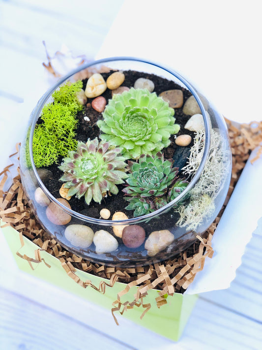 Terrarium Kit, Small Succulent Terrarium Kit, DIY Glass Terrarium, Terrarium Gift, DIY Plant Kit