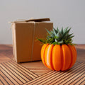 Haworthia Succulent Pumpkin Thanksgiving Hostess Gift Box, Fall Succulent Gift Box, Thanksgiving Giftbox for Plant Lover