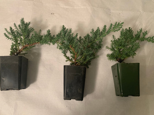 Mini-Juniper Bonsai Trio (without ceramic pots)