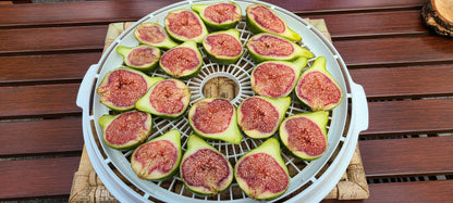 Desert King Fig Cuttings- FREE SHIPPING