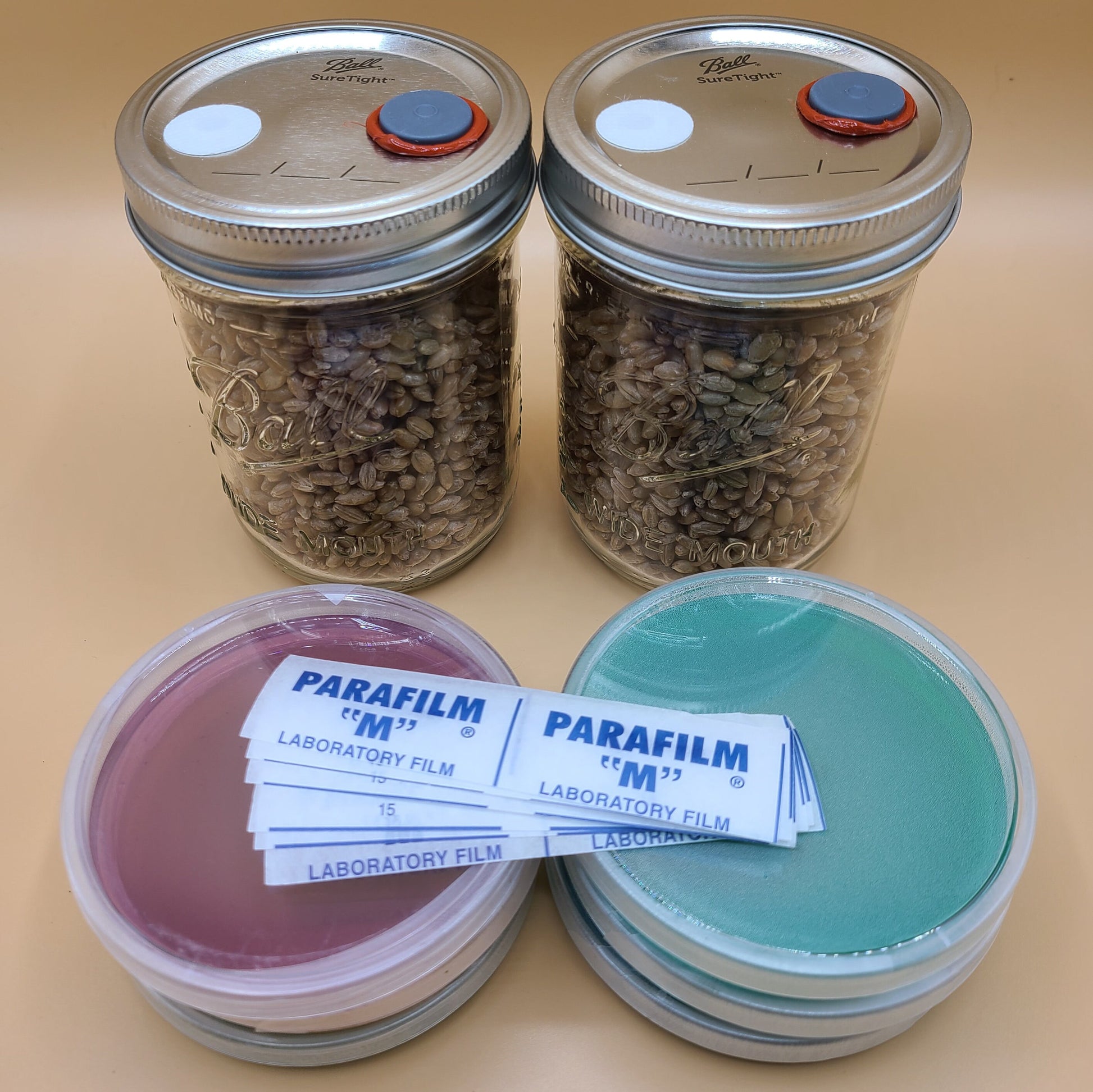 Mushroom Monotub Shoebox Grow Kit: All-In-One Rye Grain, CVG, Agar Kit for Mushroom Cultivation with Accessories and Complete Guide