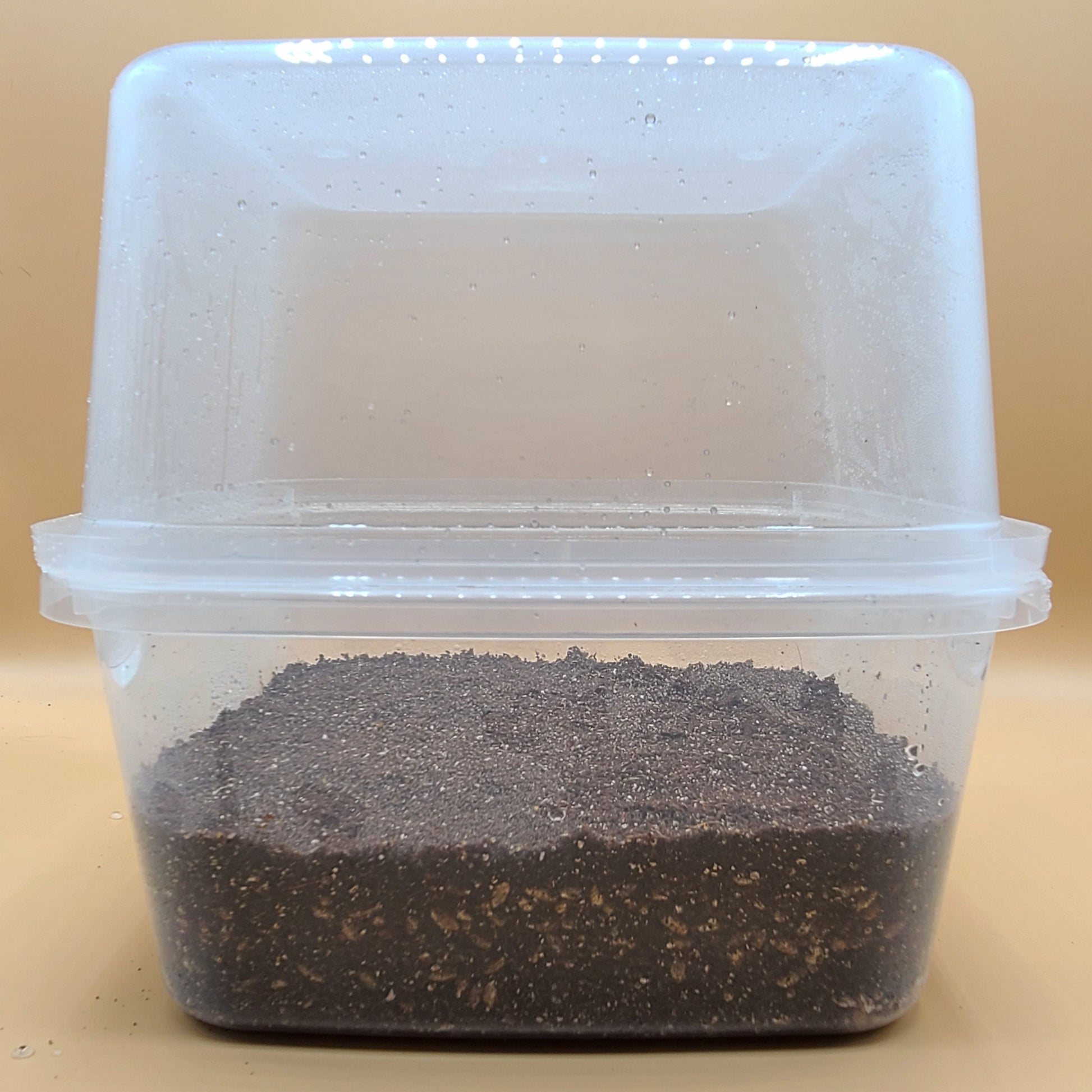 Mushroom Grow Kit: Rye Grain, CVG, Agar, Complete Guide