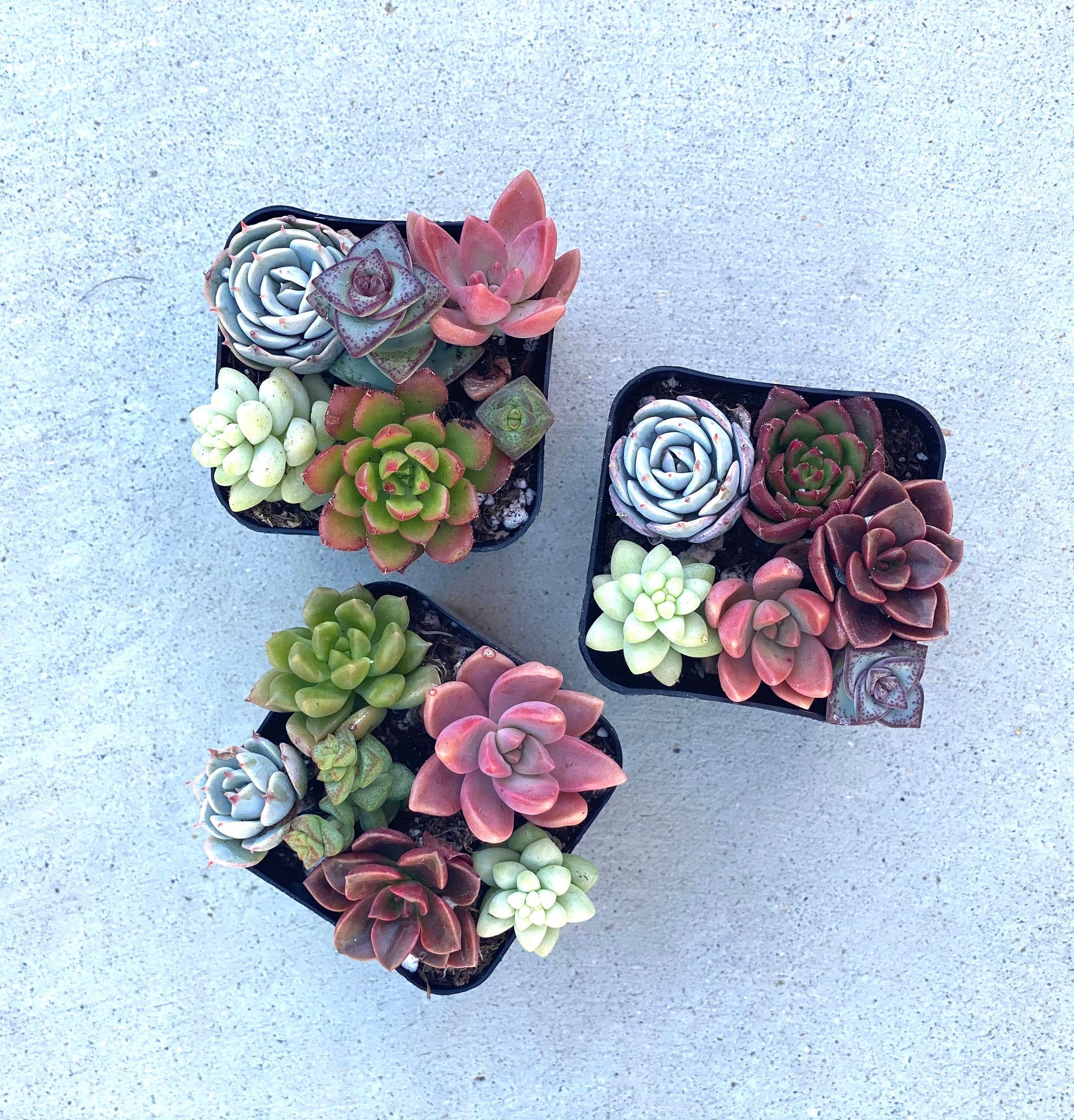 Fairy Farts - Live Micro Succulent Garden in 2 inch Pot