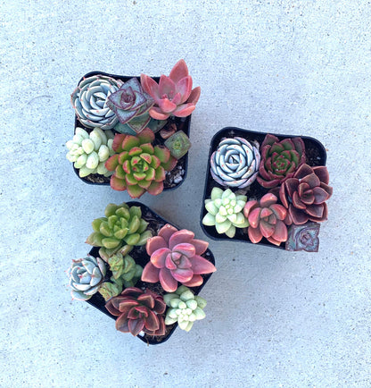 Fairy Farts - Live Micro Succulent Garden in 2 inch Pot