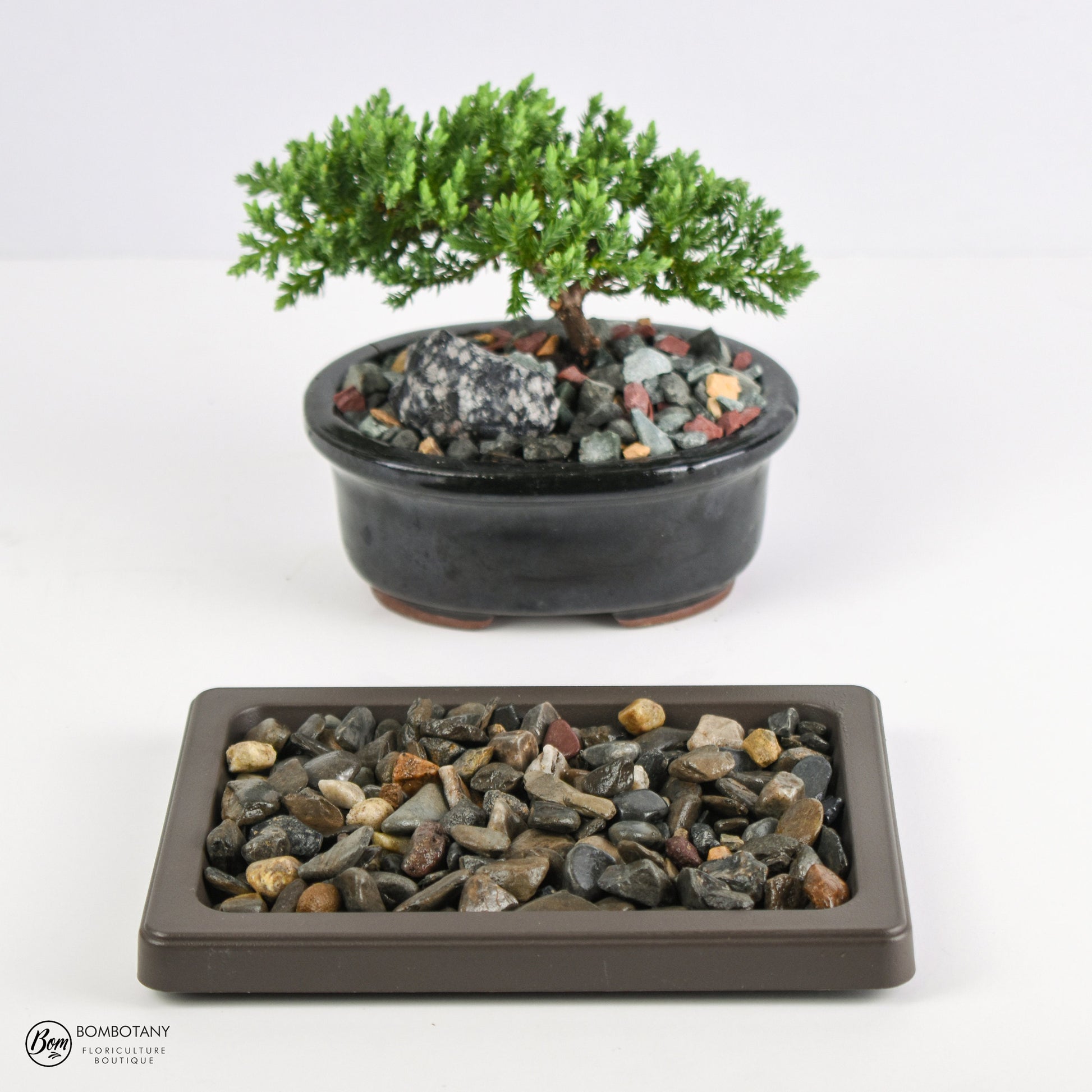Juniper Bonsai Tree Kit RAVE REVIEWS 3-4 Years Old Juniper Procumbens 'Nana' Glazed Ceramic Indoor Gardening Live Houseplant Home Decor Gift