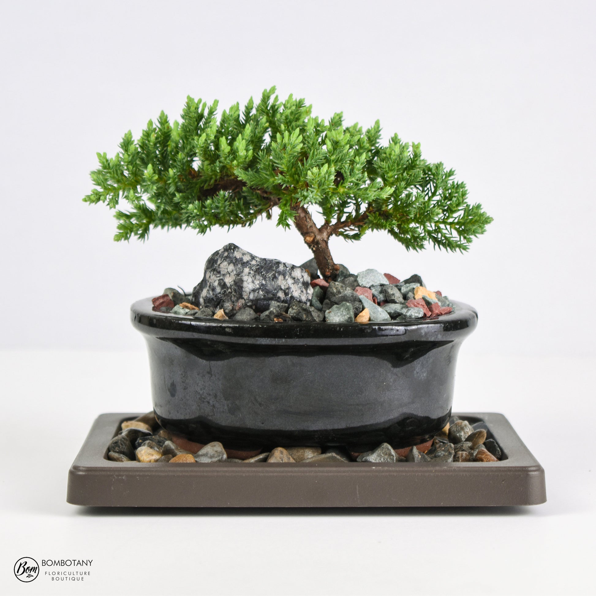Juniper Bonsai Tree Kit RAVE REVIEWS 3-4 Years Old Juniper Procumbens 'Nana' Glazed Ceramic Indoor Gardening Live Houseplant Home Decor Gift