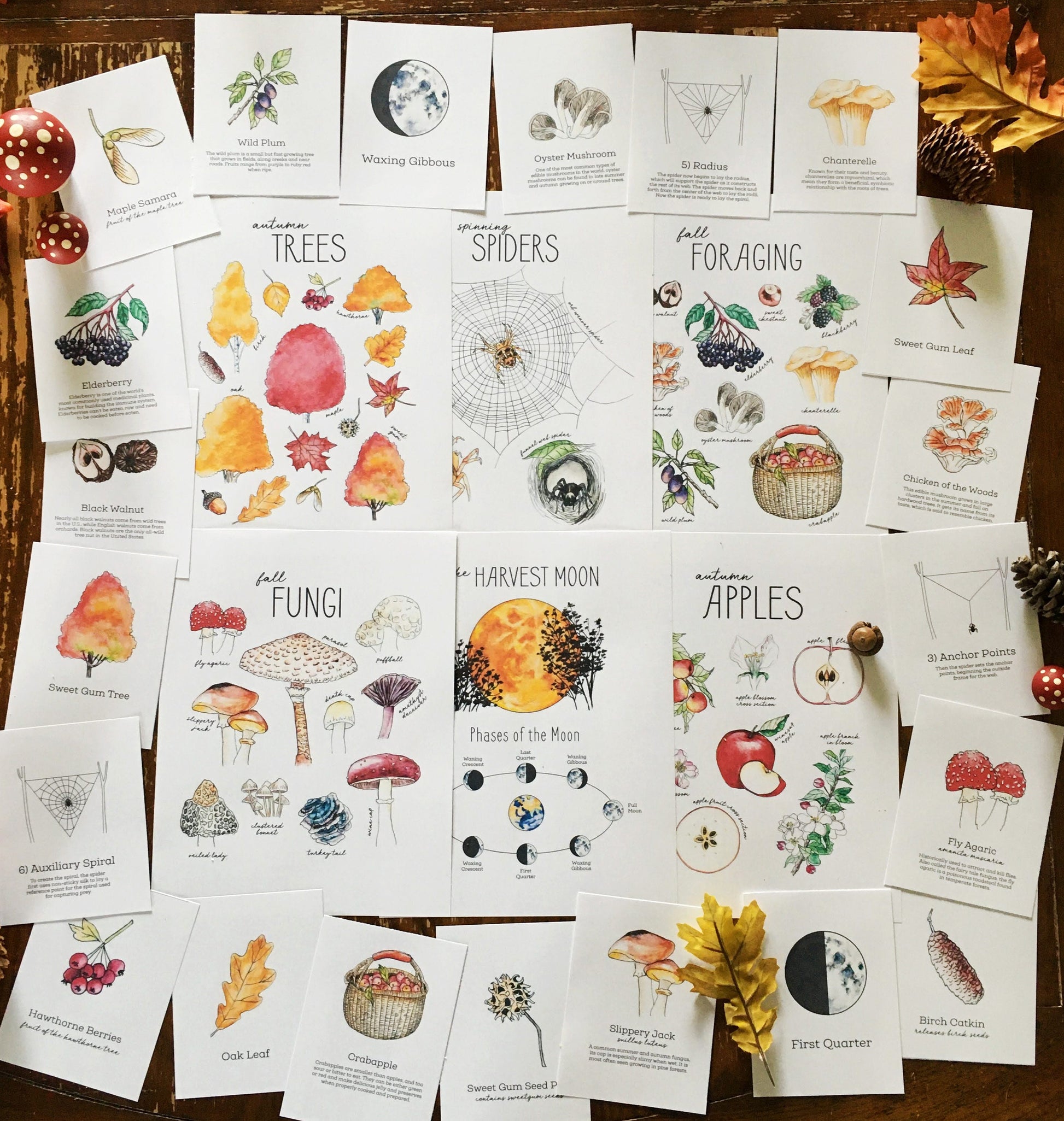 The Seasons – A Year of Nature Journaling - Charlotte Mason Homeschool Nature Printable