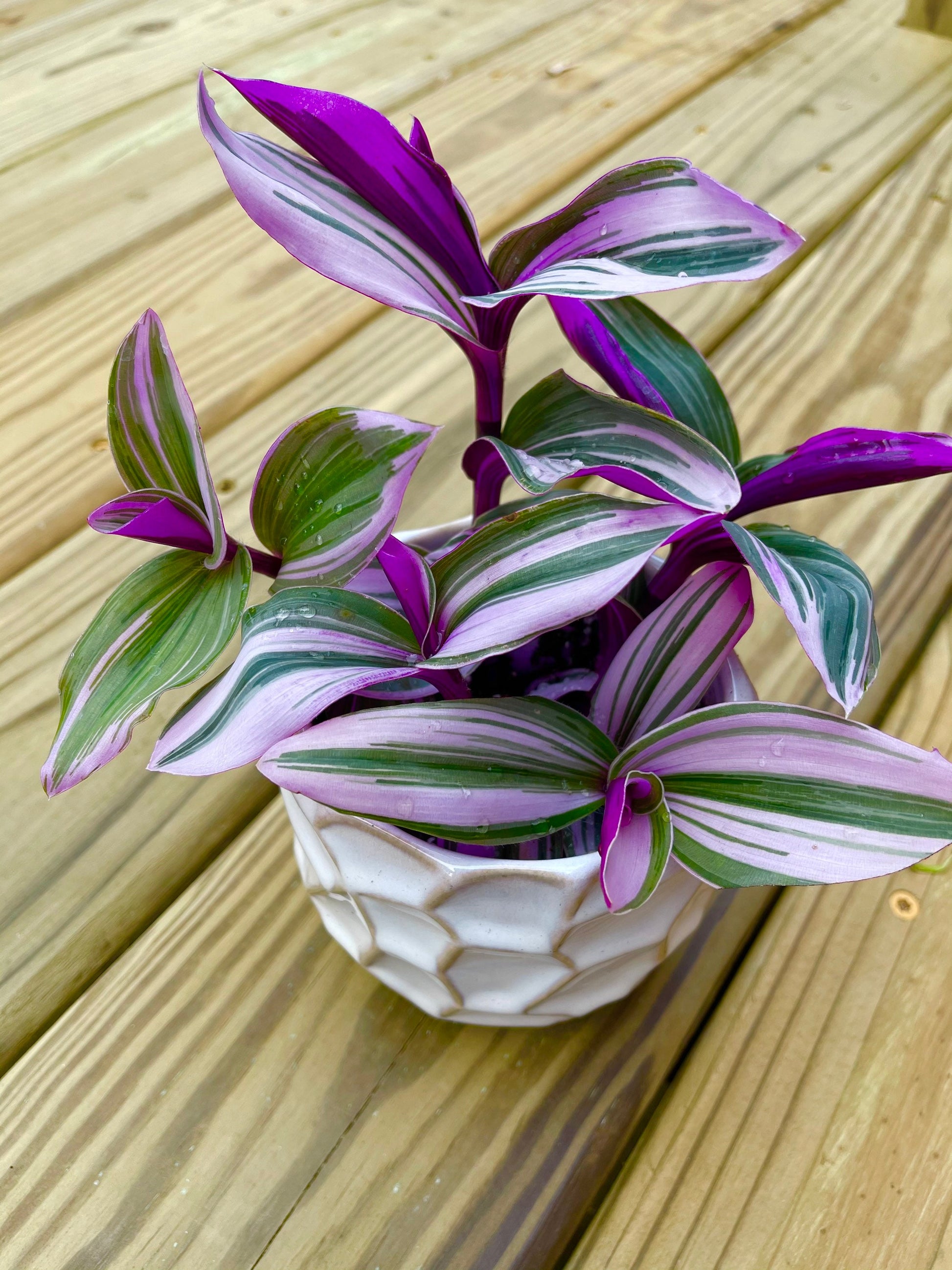 Rare Tradescantia Nanouk Lilac Plant | Rare Tradescantia Pot | Rare Pink Wandering Jew  | Easy care hardy indoor houseplant in a nursery pot