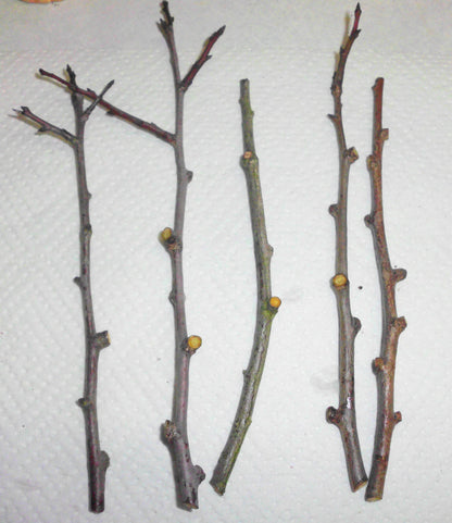 5pc DAMSON BLUE PLUM Tree Unrooted Organic Cuttings for Rooting Grafting Fruit