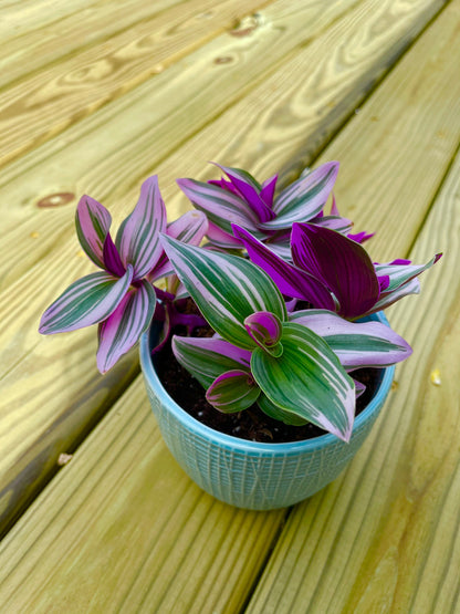 Rare Tradescantia Nanouk Lilac Plant | Rare Tradescantia Pot | Rare Pink Wandering Jew  | Easy care hardy indoor houseplant in a nursery pot
